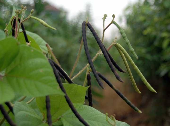 红小豆 赤豆提取物 红豆粉 天然植物提取