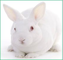 兔耳痤疮模型