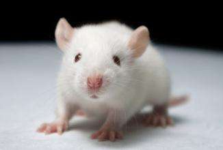 溃疡性结肠炎（UC）小鼠模型