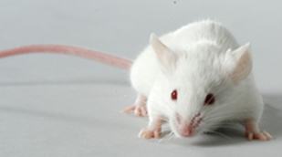 小鼠坐骨神经移植模型