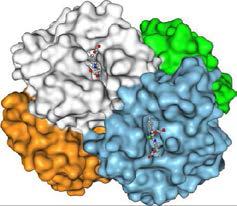 蛋白三维结构结合分析项目评估动力学模拟