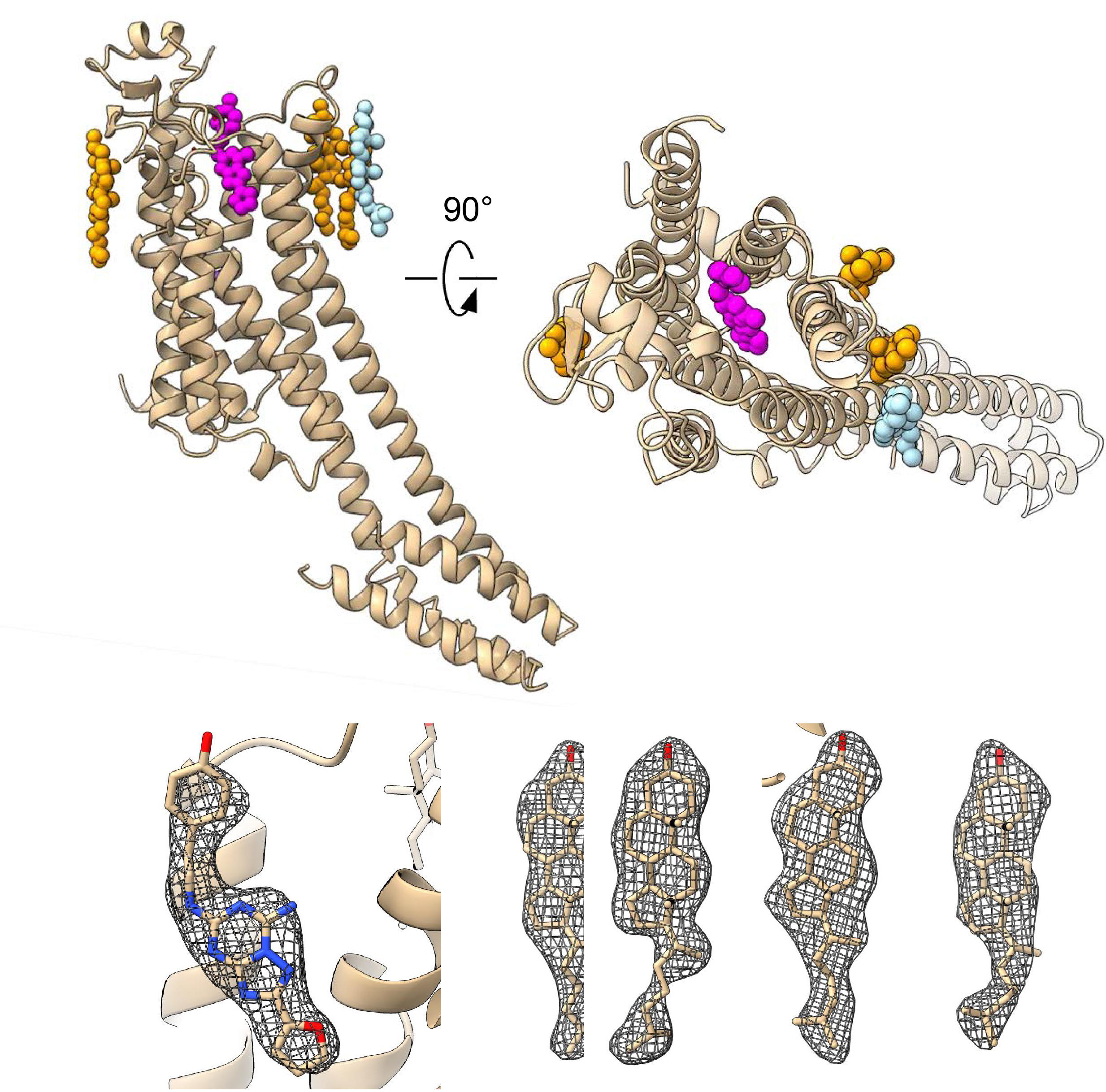蛋白小分子的共晶培养及结构解析