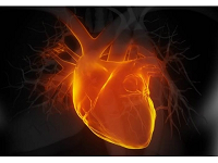 大/小鼠慢性心力衰竭模型|心律失常模型|膜片钳服务|激酶谱