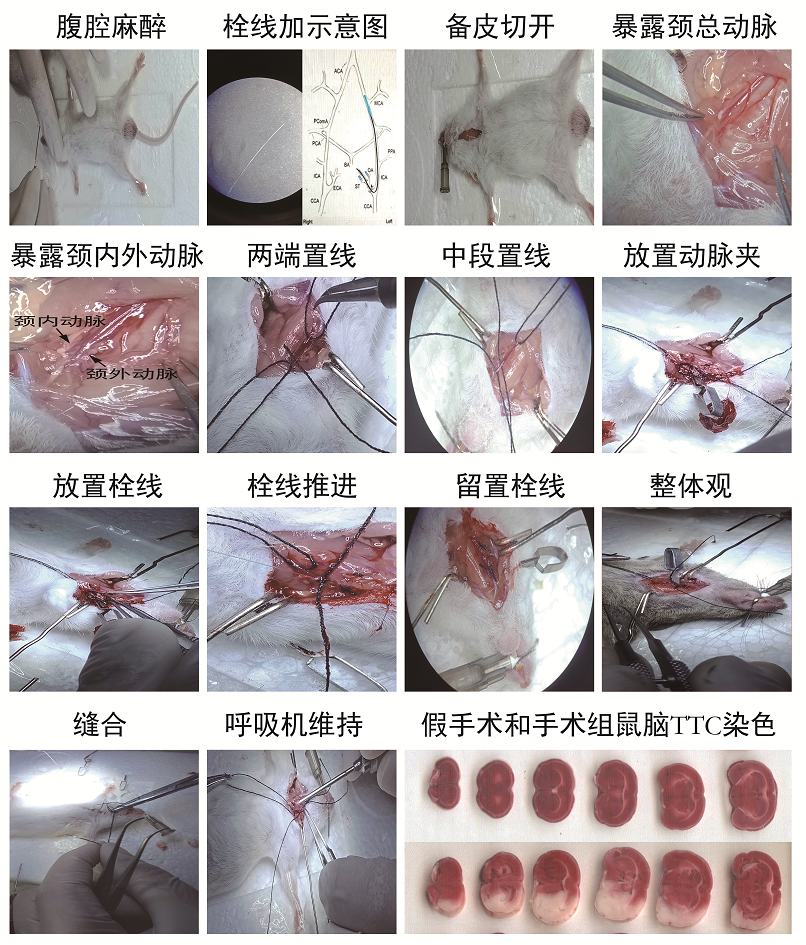 动物模型；建模服务