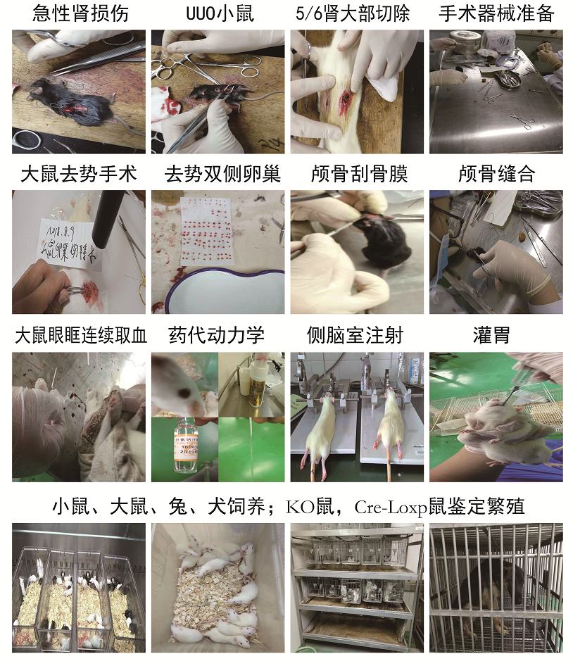 动物模型；建模服务