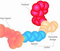 生物分析串联质谱酶联免疫