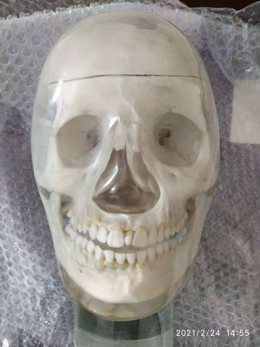 牙科X射线头部模体-真人骨头牙科X射线头部模体