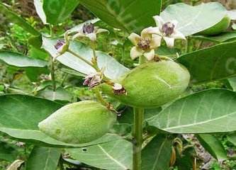 森冉生物厂家直销断节参提取物 /青洋参/青阳参