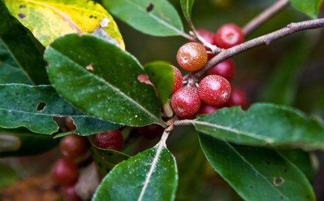 牛奶子提取物/剪子果/甜枣提取物 森冉生物厂家热销