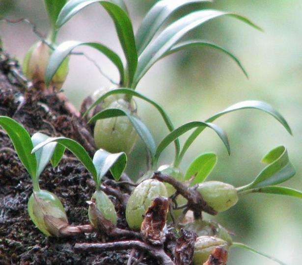 麦斛提取物/果上叶提取物 森冉生物厂家直销