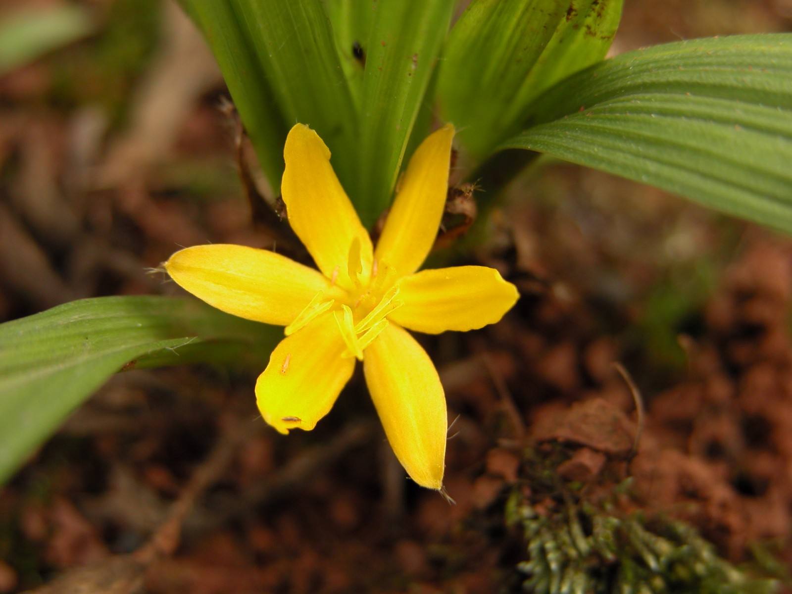 森冉生物网络热销仙茅提取物/独茅根提取物/黄茅参提取物