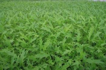 森冉生物厂家热销芝麻菜提取物10:1/ 臭菜  祛痰平喘 下气行水