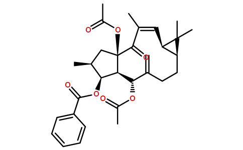 大戟因子L3