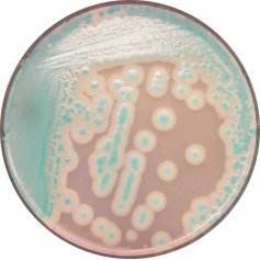 法国科玛嘉蜡样芽孢杆菌显色培养基 
