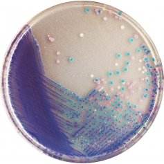 法国科玛嘉沙门氏菌显色培养基