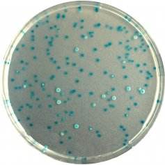 法国科玛嘉大肠杆菌显色培养基