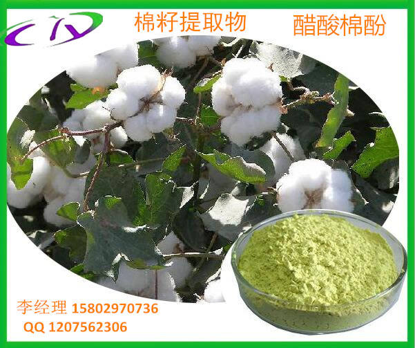 棉籽提取物 高含量混旋醋酸棉酚98%