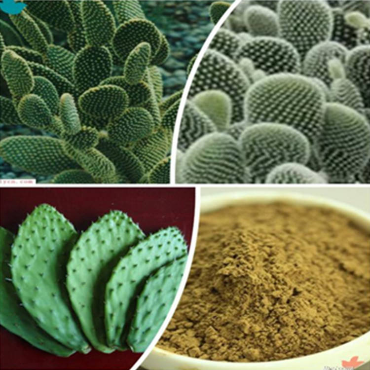 仙人掌提取物