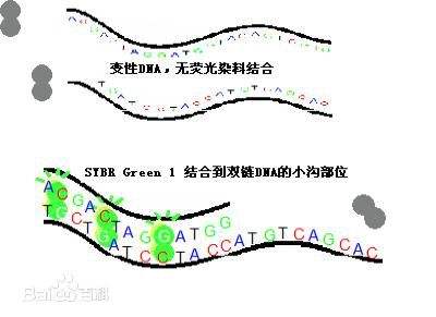 SYBR Green染料法（mRNA）单孔Q-PCR