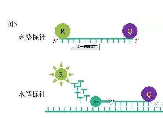 Taqman探针