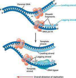 microRNA抑制剂合成