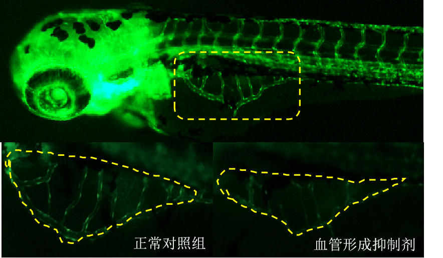 利用斑马鱼模型评价抗血管形成作用