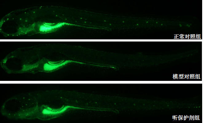 利用斑马鱼模型评价保护听力作用
