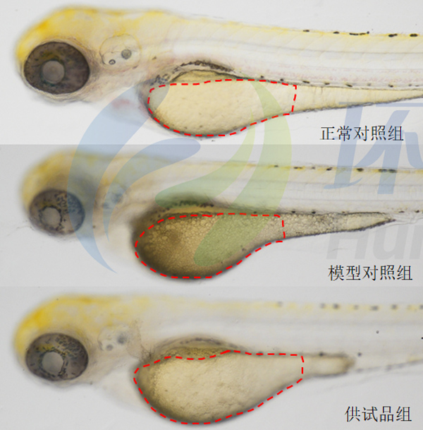 11利用斑马鱼模型评价化妆品提亮肤色功效2.jpg