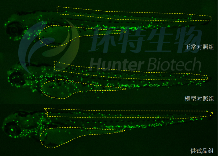 6利用斑马鱼模型评价抗炎舒缓效果2.jpg