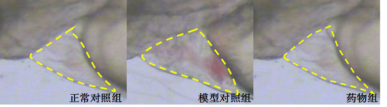 利用斑马鱼模型评价改善心脏出血功效