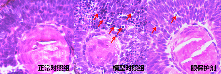 利用斑马鱼模型评价保护视力功效