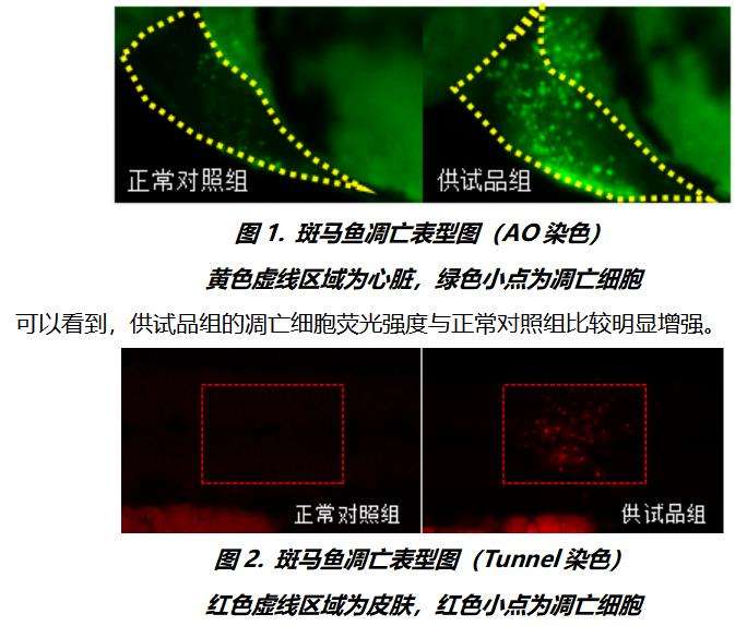 利用斑马鱼评价细胞凋亡