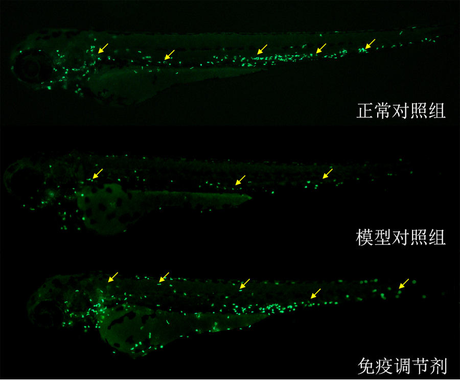 利用斑马鱼模型评价调节免疫功效—中性粒细胞