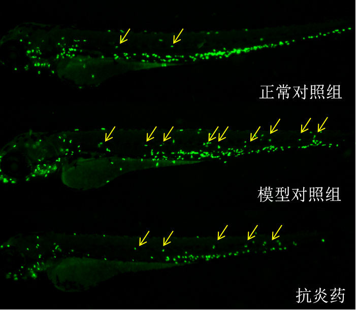 利用斑马鱼模型评价抗炎作用—神经性炎症