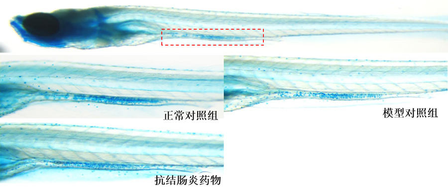 利用斑马鱼模型评价结肠炎防治作用