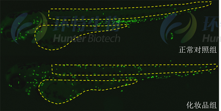 4利用斑马鱼模型评价化妆品刺激性2.jpg