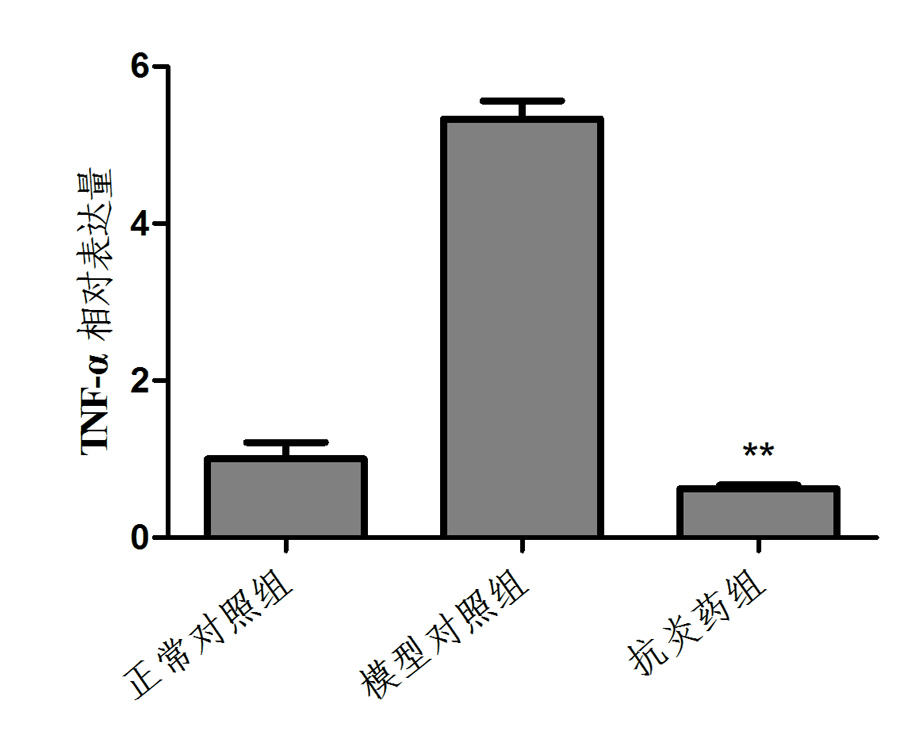 利用斑马鱼模型评价抗炎作用—机械性炎症