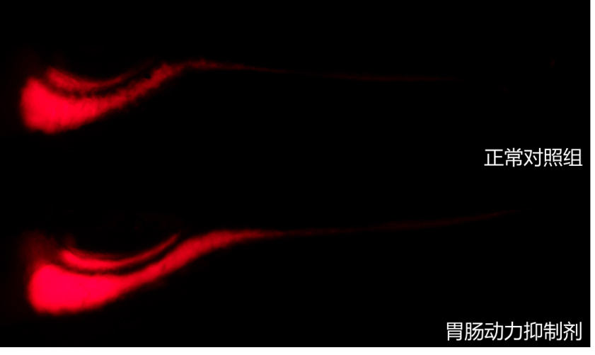 利用斑马鱼模型筛选胃肠动力抑制剂