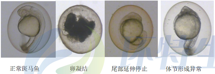 2利用斑马鱼模型评价化妆品急性胚胎毒性2.jpg
