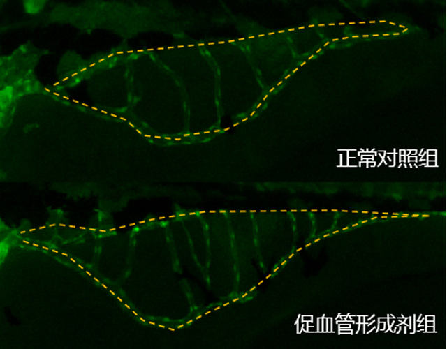 利用斑马鱼模型评价血管形成促进功效