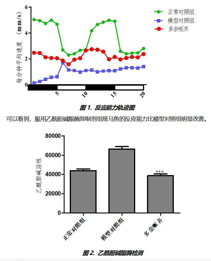 利用斑马鱼模型评价评价老年痴呆防治作用