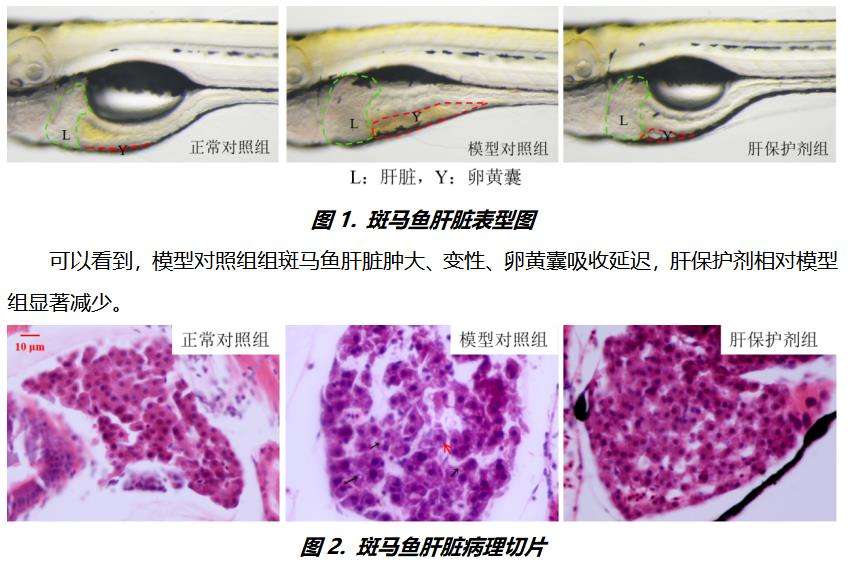 利用斑马鱼模型评价酒精性肝损伤保护作用