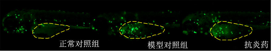 利用斑马鱼模型评价抗炎作用—细菌性炎症