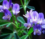 紫花苜蓿提取物