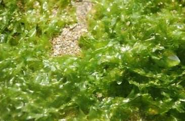 海藻提取物