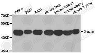 β-actin Polyclonal Antibody