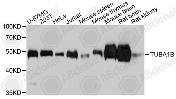 alpha Tubulin Monoclonal Antibody AC012