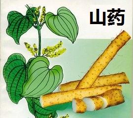 山药提取物