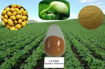 大豆提取物，大豆异黄酮 40% HPLC