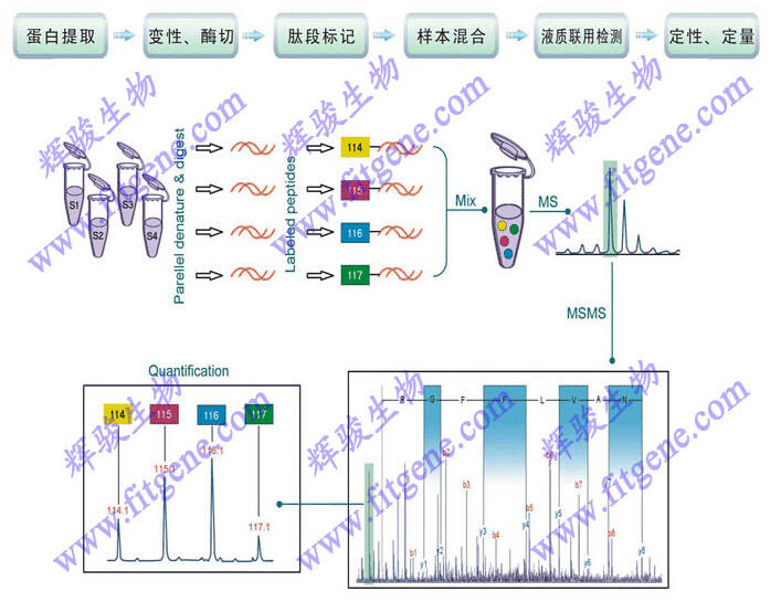 iTRAQ定量蛋白质组学技术-iTRAQ蛋白定性实验-辉骏生物